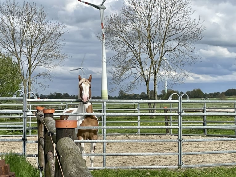 Paint Horse Wałach 5 lat 145 cm Tobiano wszelkich maści in Bunde