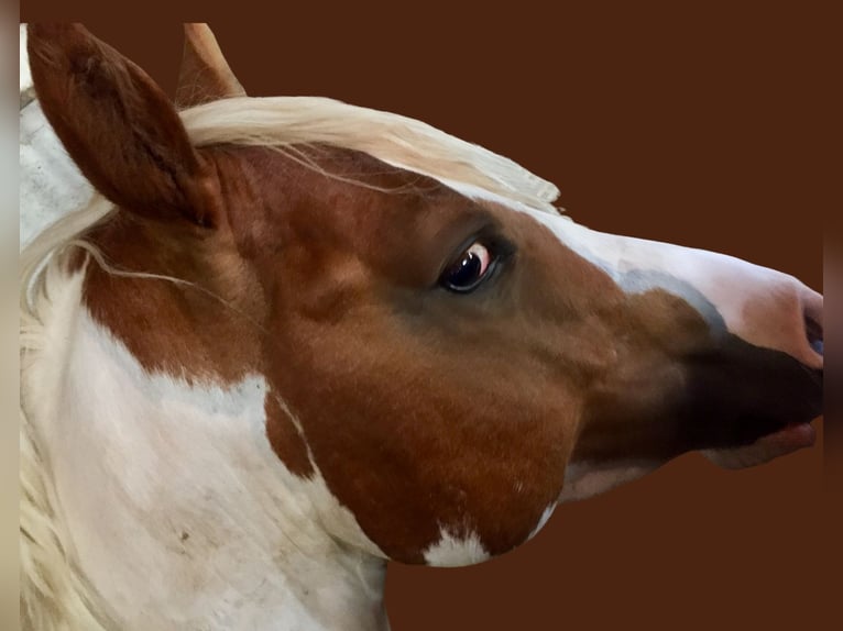 Paint Horse Wałach 5 lat 145 cm Tobiano wszelkich maści in Bunde