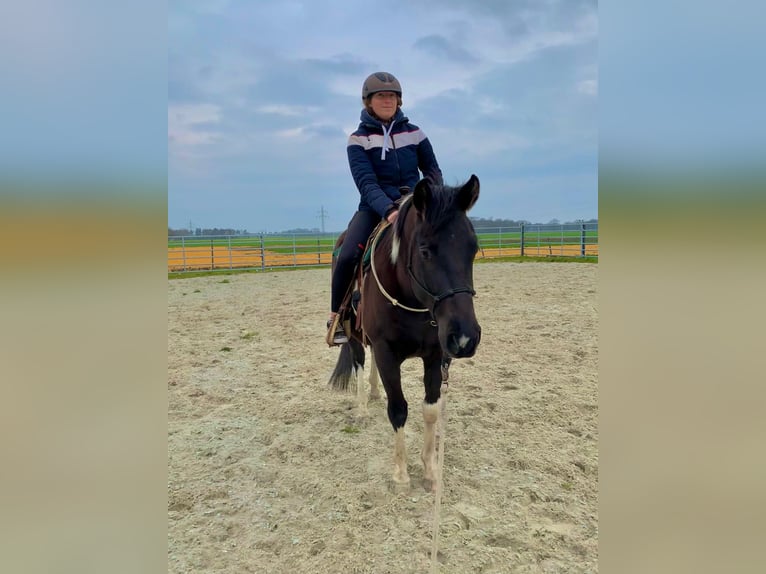 Paint Horse Wałach 5 lat 155 cm Tobiano wszelkich maści in Asendorf