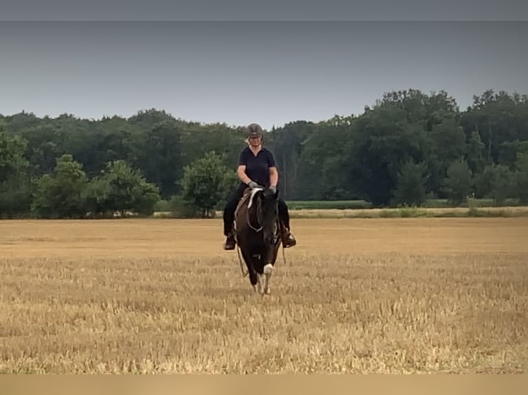 Paint Horse Wałach 5 lat 155 cm Tobiano wszelkich maści in Asendorf