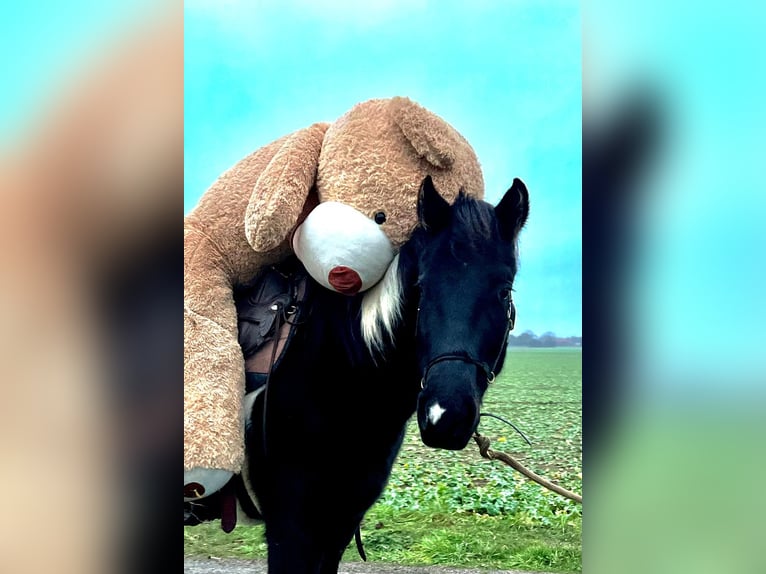 Paint Horse Wałach 5 lat 155 cm Tobiano wszelkich maści in Asendorf