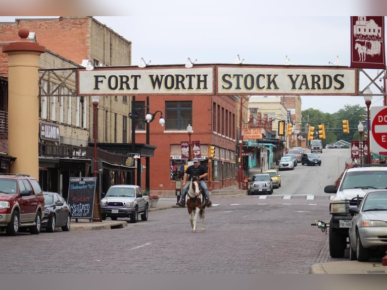 Paint Horse Wałach 5 lat 157 cm Tobiano wszelkich maści in Eastland TX
