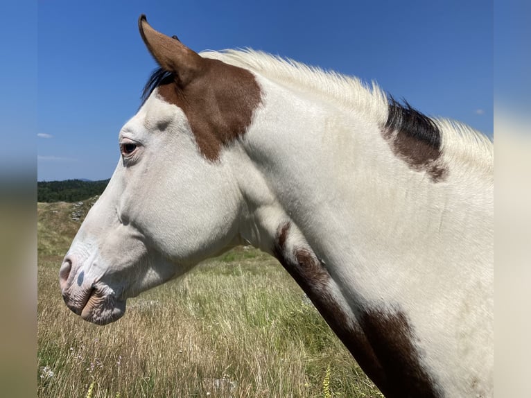 Paint Horse Wałach 6 lat 145 cm Tobiano wszelkich maści in Valence