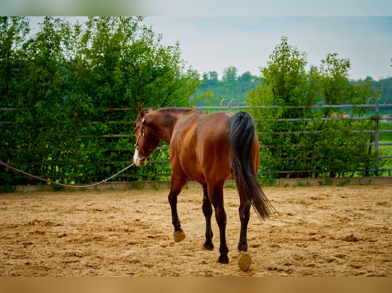 Paint Horse Wałach 6 lat 147 cm Overo wszelkich maści in Eggenthal