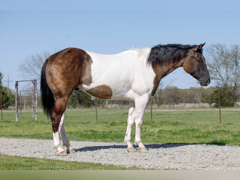 Paint Horse Wałach 6 lat 152 cm Grullo in Ravenna, TX