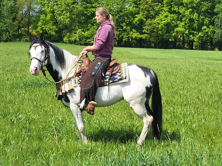 Paint Horse Wałach 6 lat 152 cm Srokata in Linkenbach