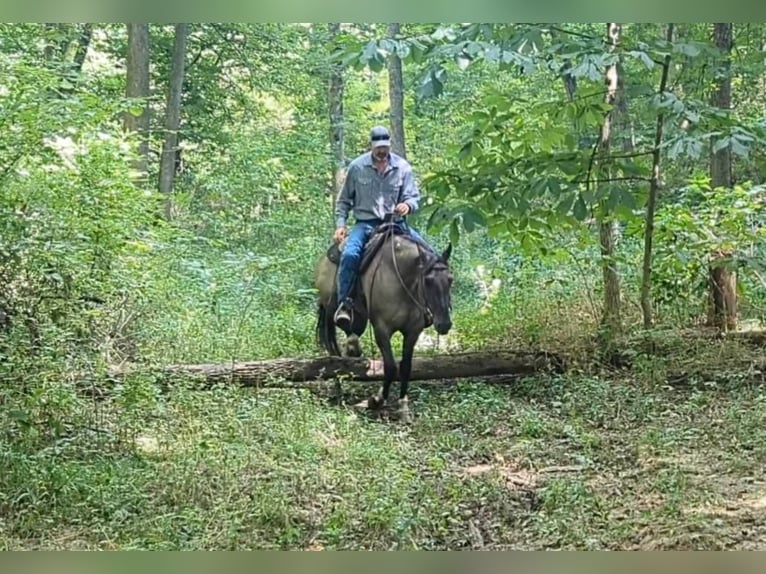 Paint Horse Wałach 6 lat 155 cm Grullo in Brodhead KY