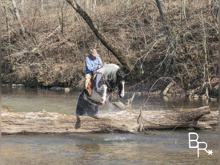 Paint Horse Wałach 6 lat Tobiano wszelkich maści in Mountain Grove MO