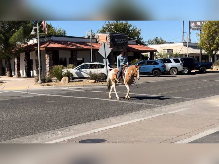 Paint Horse Wałach 7 lat 152 cm Ciemnokasztanowata in Camp Verde AZ