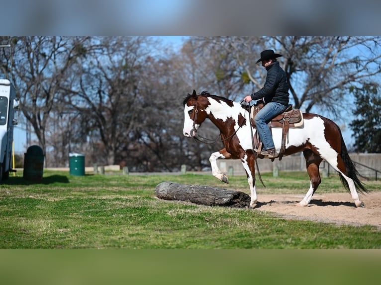 Paint Horse Wałach 7 lat 152 cm Gniada in Waco, TX