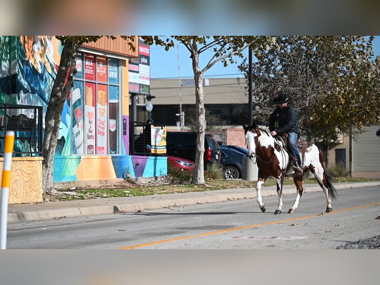 Paint Horse Wałach 7 lat 152 cm Gniada in Waco, TX