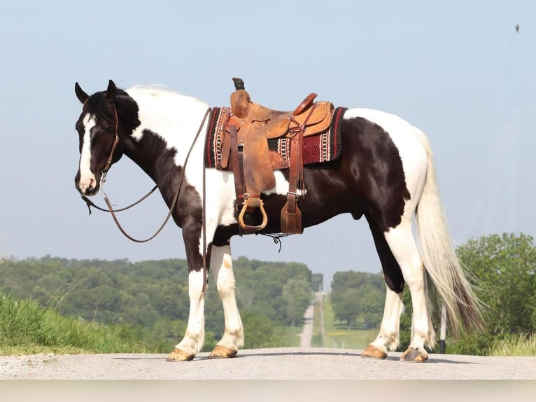 Paint Horse Mix Wałach 7 lat 155 cm Srokata in Mount Vernon