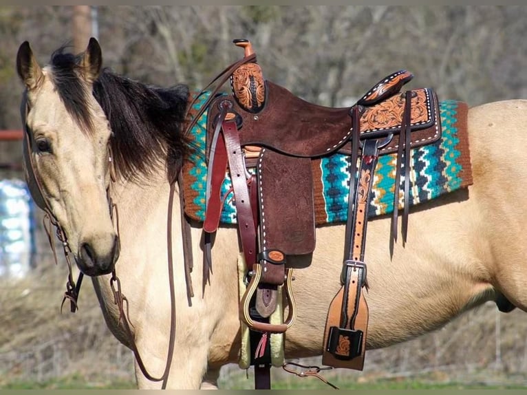 Paint Horse Wałach 7 lat Jelenia in Stephenville, TX