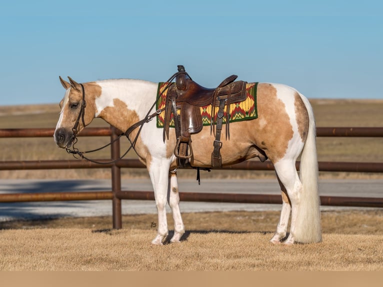 Paint Horse Wałach 8 lat 145 cm Tobiano wszelkich maści in Holland, IA