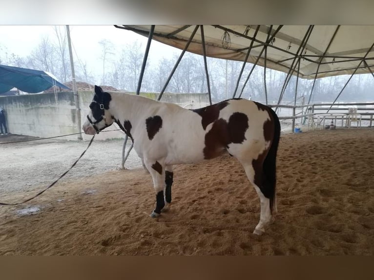 Paint Horse Wałach 8 lat 153 cm Overo wszelkich maści in Saluzzo