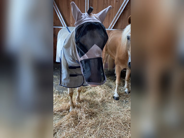 Paint Horse Wałach 8 lat 155 cm Tobiano wszelkich maści in Seckach