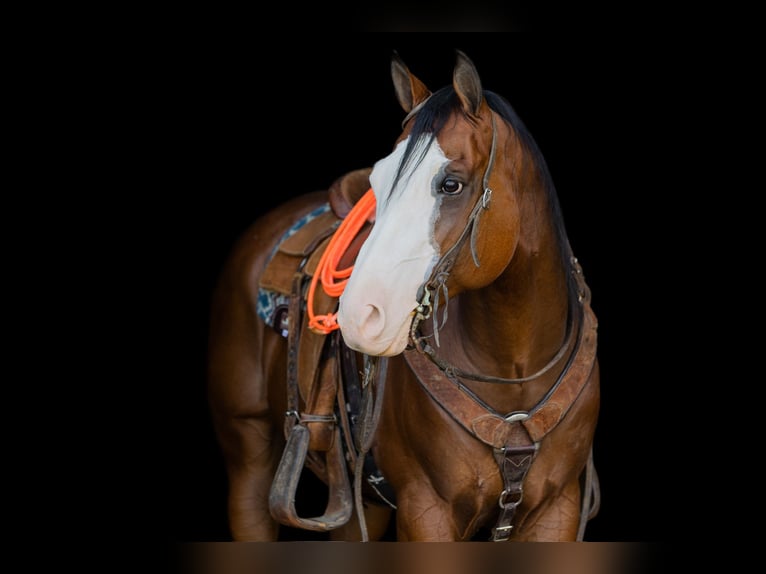 Paint Horse Wałach 8 lat 157 cm Gniada in Decorah, IA