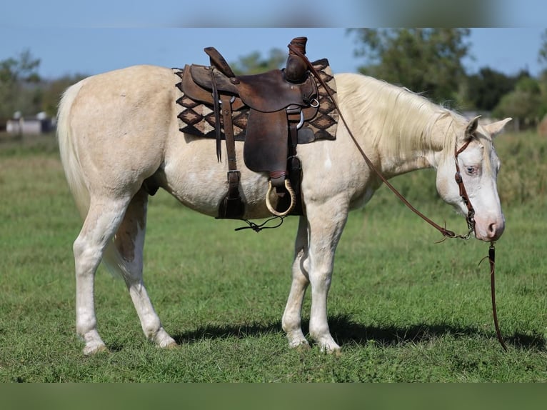Paint Horse Wałach 9 lat 147 cm Izabelowata in Dalton