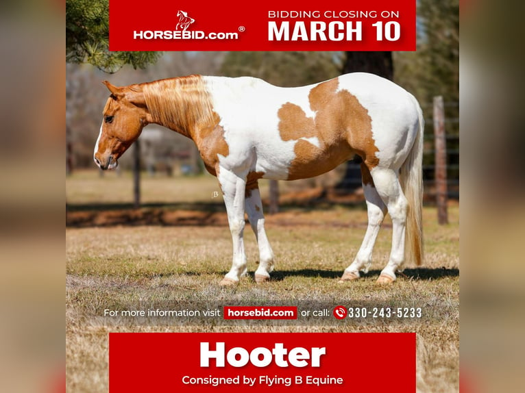 Paint Horse Wałach 9 lat 150 cm Tobiano wszelkich maści in Lufkin, TX