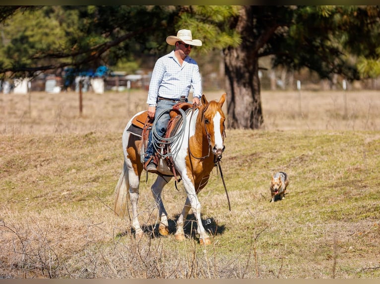 Paint Horse Wałach 9 lat 150 cm Tobiano wszelkich maści in Lufkin, TX