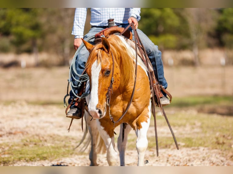 Paint Horse Wałach 9 lat 150 cm Tobiano wszelkich maści in Lufkin, TX