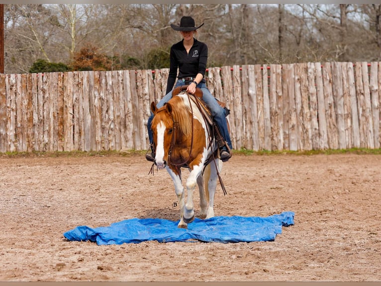 Paint Horse Wałach 9 lat 150 cm Tobiano wszelkich maści in Lufkin, TX