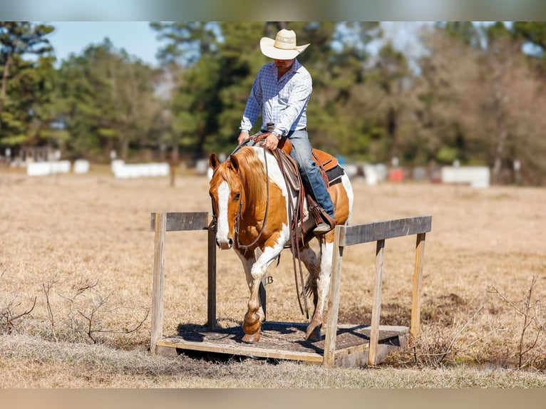 Paint Horse Wałach 9 lat 150 cm Tobiano wszelkich maści in Lufkin, TX