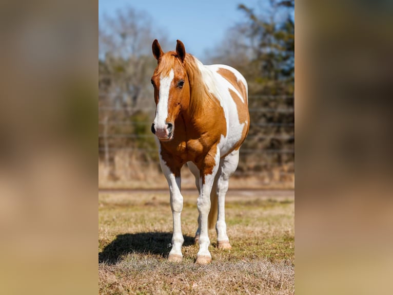 Paint Horse Wałach 9 lat 150 cm Tobiano wszelkich maści in Lufkin, TX