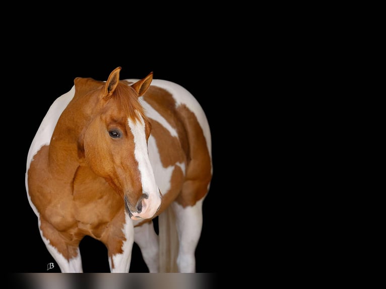 Paint Horse Wałach 9 lat 150 cm Tobiano wszelkich maści in Lufkin, TX