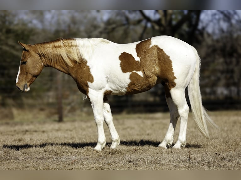 Paint Horse Wałach 9 lat 150 cm Tobiano wszelkich maści in Lufkin, TX