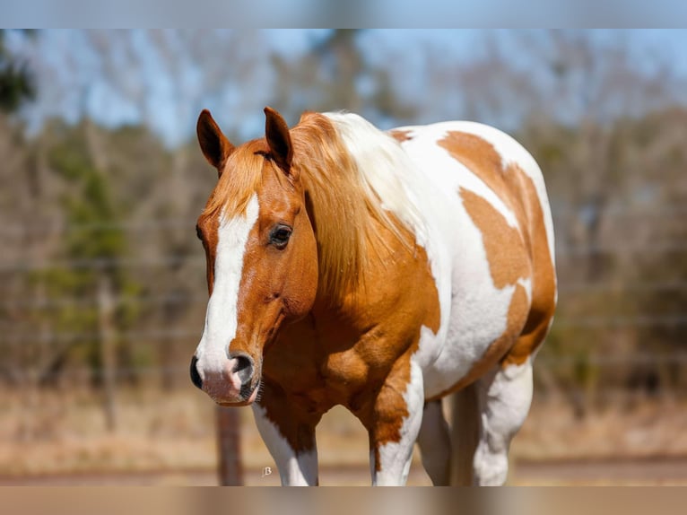 Paint Horse Wałach 9 lat 150 cm Tobiano wszelkich maści in Lufkin, TX