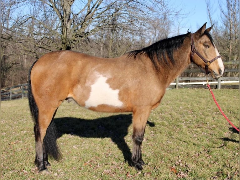 Paint Horse Wałach 9 lat 152 cm Jelenia in Allentown, NJ