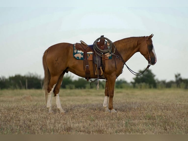 Paint Horse Wałach 9 lat 155 cm Cisawa in Mt Vernon, TX