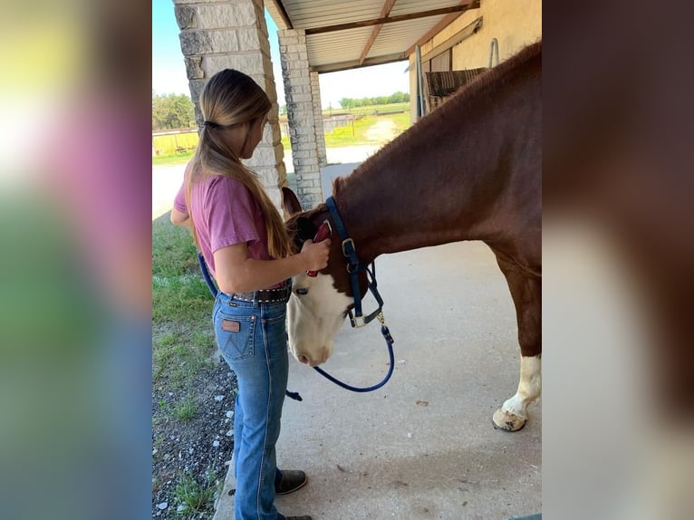 Paint Horse Wałach 9 lat 160 cm Cisawa in Gainesville, TX
