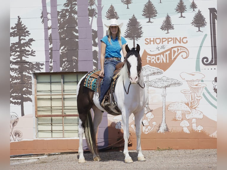 Paint Horse Wałach 9 lat 163 cm Tobiano wszelkich maści in Lufkin, TX