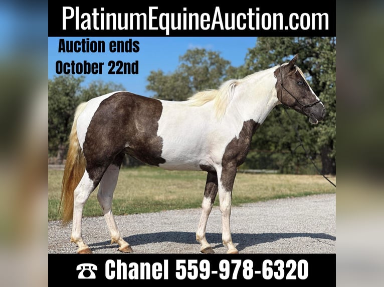 Paint Horse Wallach 10 Jahre 135 cm Tobiano-alle-Farben in Byers TX