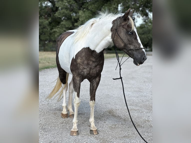 Paint Horse Wallach 10 Jahre 135 cm Tobiano-alle-Farben in Byers TX