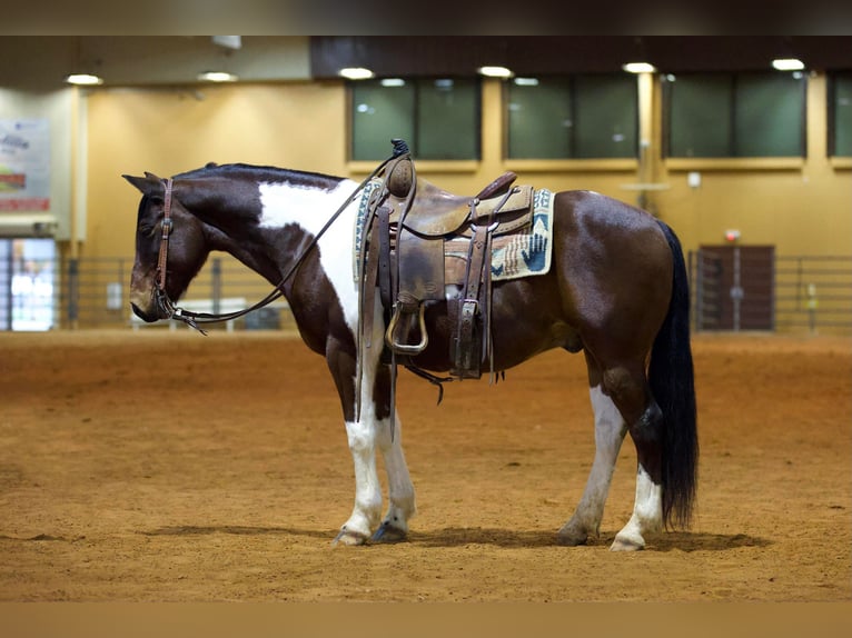 Paint Horse Wallach 10 Jahre 147 cm Tobiano-alle-Farben in Rusk TX