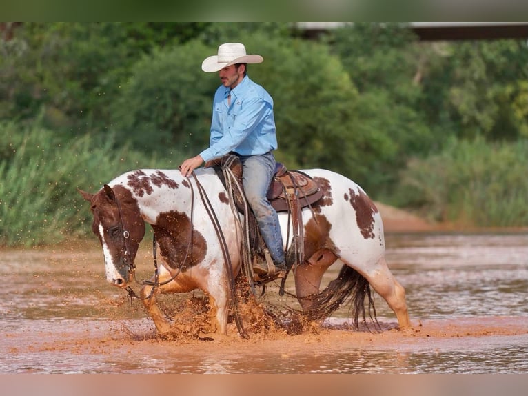 Paint Horse Wallach 10 Jahre 150 cm Schecke in Waco, TX