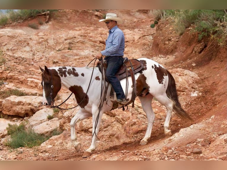 Paint Horse Wallach 10 Jahre 150 cm Schecke in Waco, TX