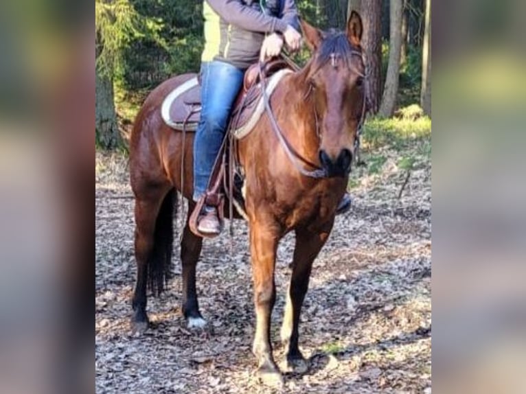 Paint Horse Wallach 10 Jahre 152 cm Rotbrauner in Neumarkt in der Oberpfalz