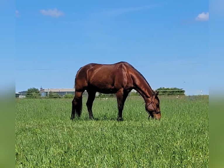 Paint Horse Wallach 10 Jahre 152 cm Rotbrauner in Neumarkt in der Oberpfalz