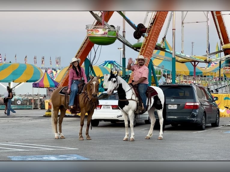 Paint Horse Wallach 10 Jahre 152 cm Tobiano-alle-Farben in Stephenville TX