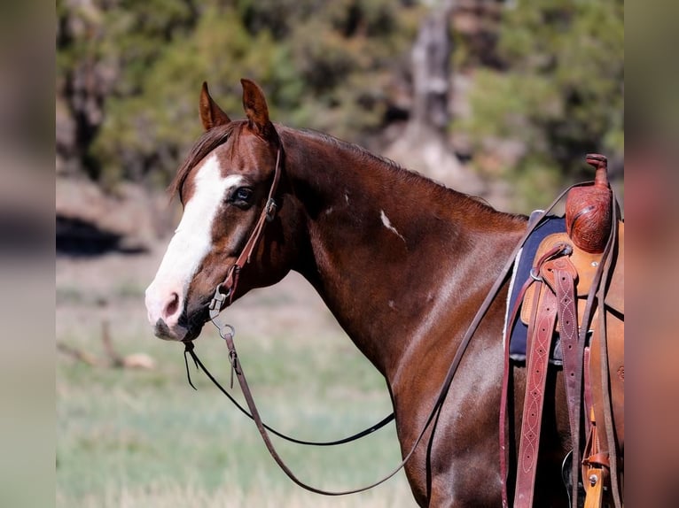 Paint Horse Wallach 10 Jahre 152 cm in Camp Verde, AZ