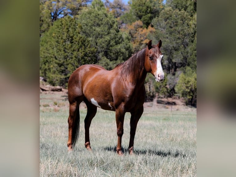 Paint Horse Wallach 10 Jahre 152 cm in Camp Verde, AZ