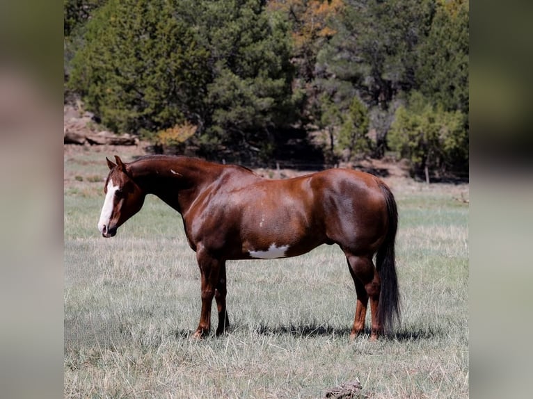 Paint Horse Wallach 10 Jahre 152 cm in Camp Verde, AZ