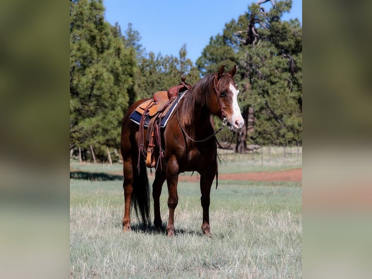 Paint Horse Wallach 10 Jahre 152 cm in Camp Verde, AZ