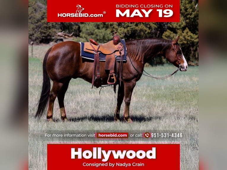 Paint Horse Wallach 10 Jahre 152 cm in Camp Verde, AZ