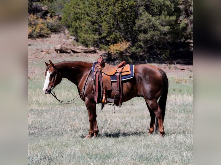 Paint Horse Wallach 10 Jahre 152 cm in Camp Verde, AZ