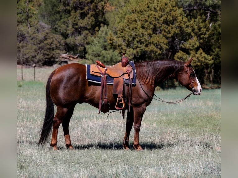 Paint Horse Wallach 10 Jahre 152 cm in Camp Verde, AZ